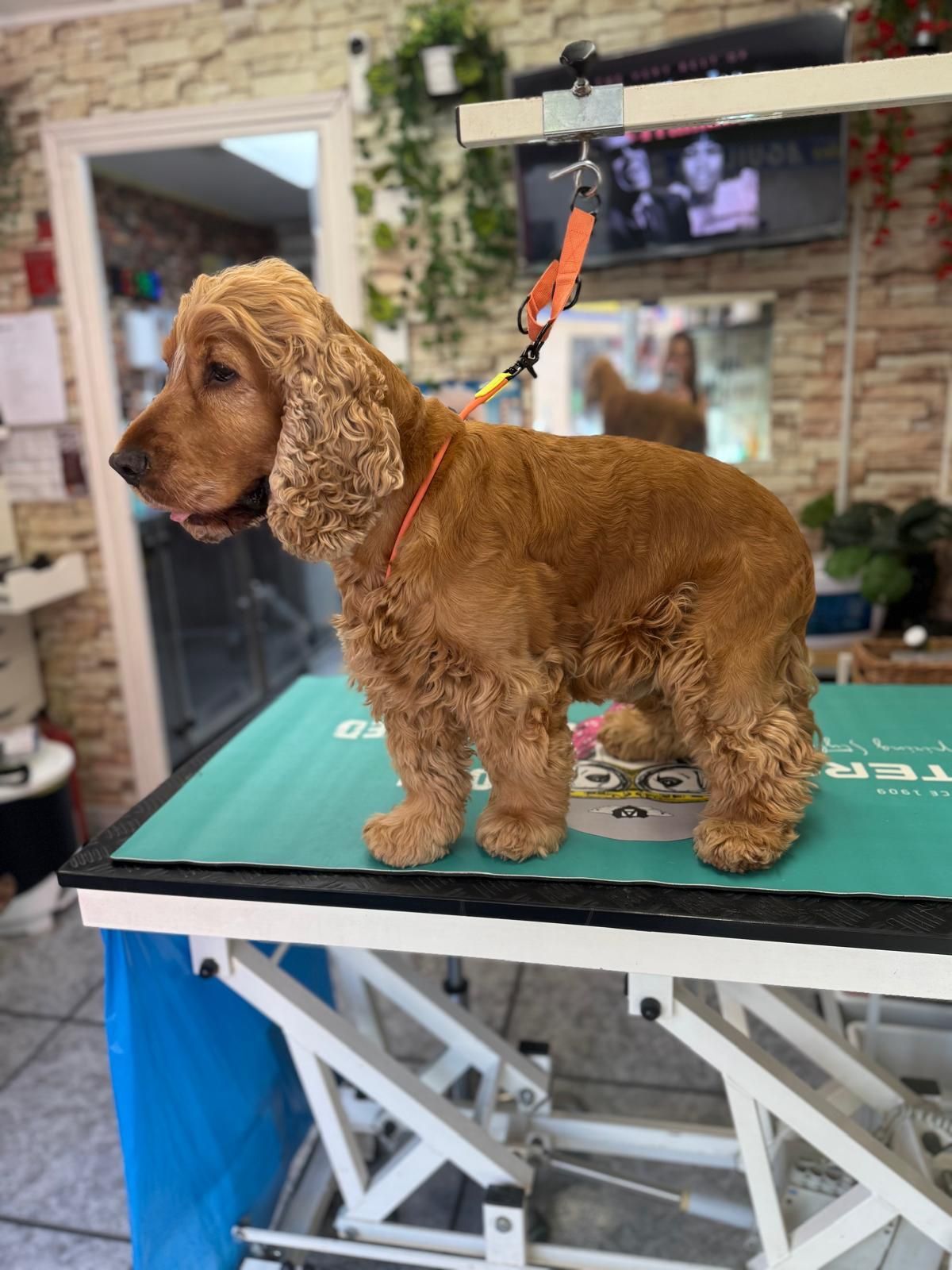 Un cocker spaniel marrón de pie sobre una mesa de peluquería con una correa naranja en una peluquería canina.