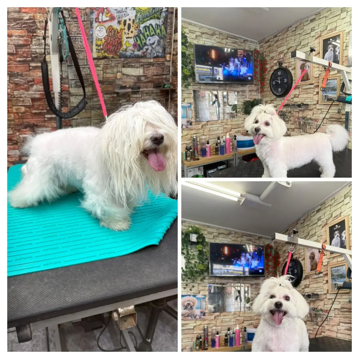 Un perro blanco y esponjoso sobre una mesa de peluquería en un collage de salón de belleza.