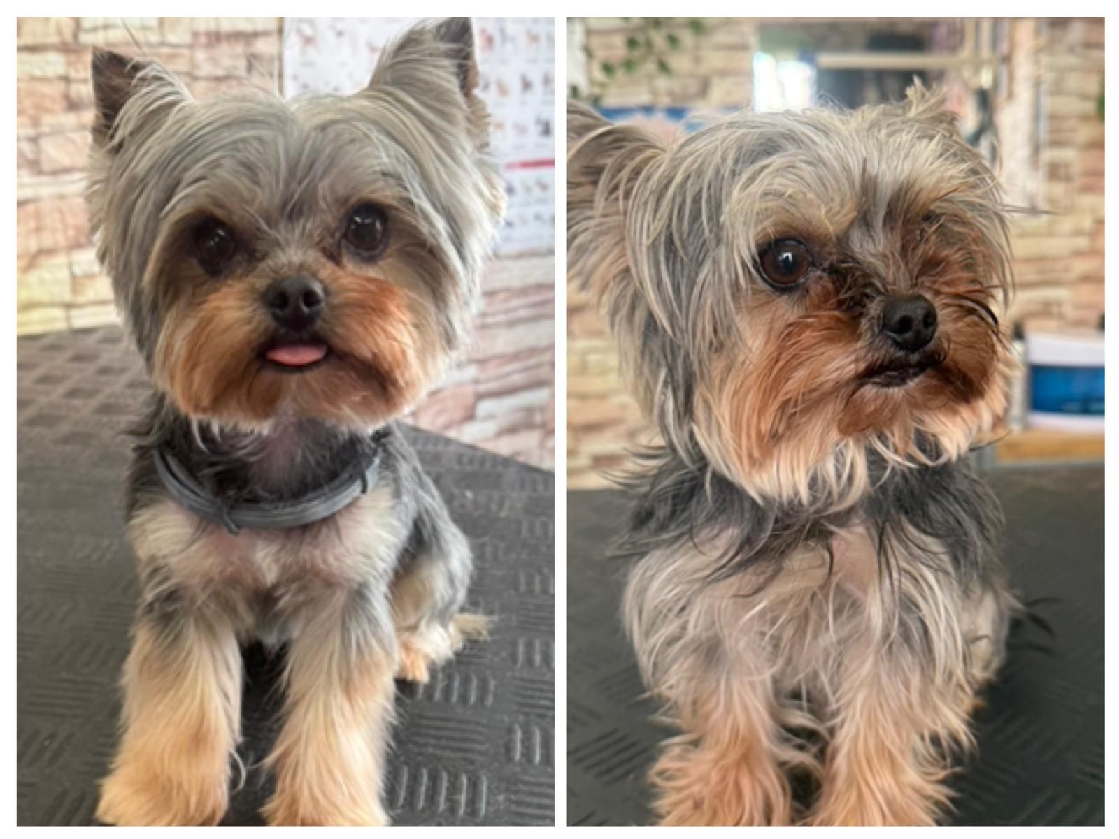 Dos fotos una al lado de la otra de un pequeño Yorkshire terrier gris y marrón en el interior de una casa.