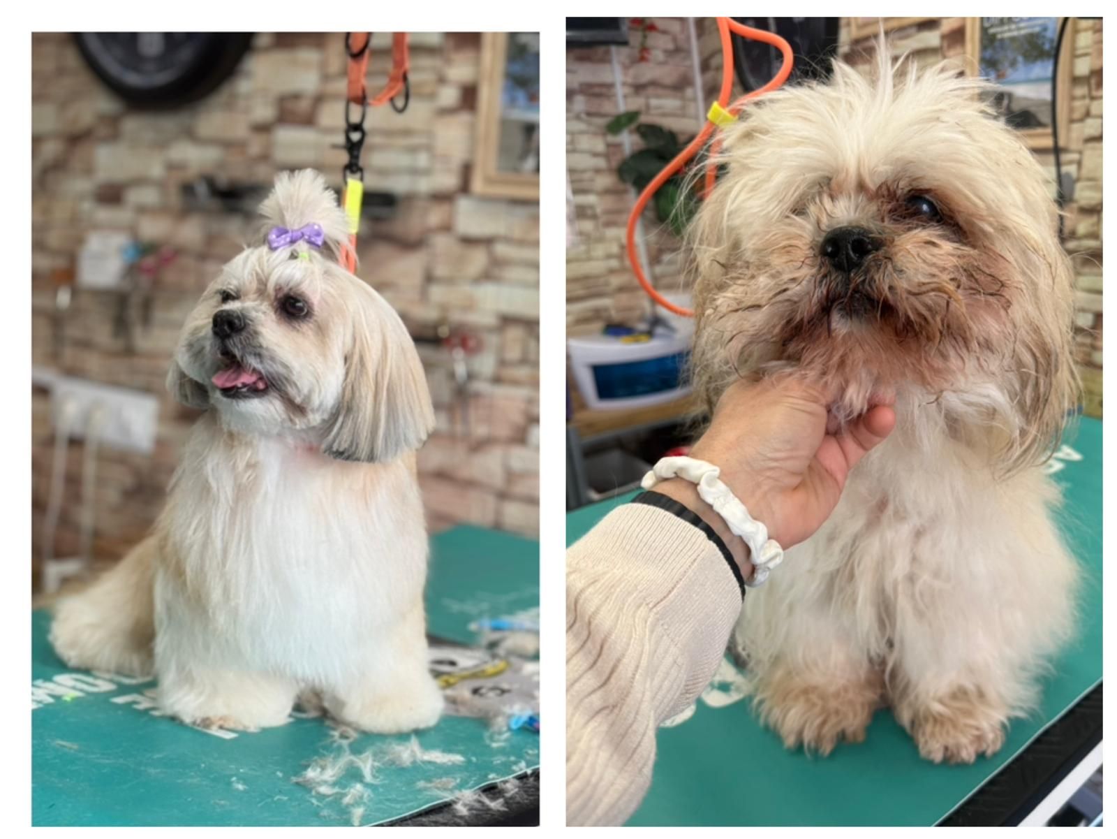 Perro pequeño, esponjoso, de color blanco y marrón claro, en una mesa de peluquería, con una mano sujetándole la barbilla.