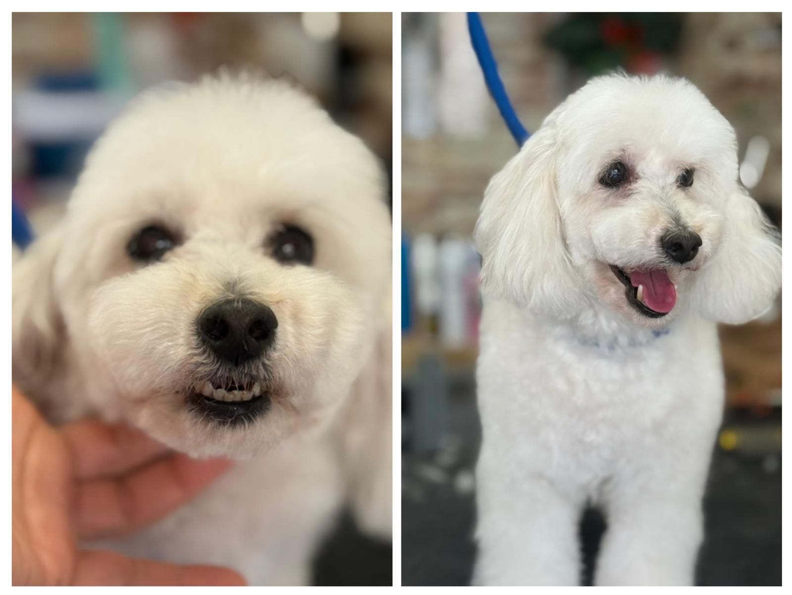 Dos perros blancos y esponjosos, uno en primer plano y otro de pie con la lengua fuera, en el interior de una casa.