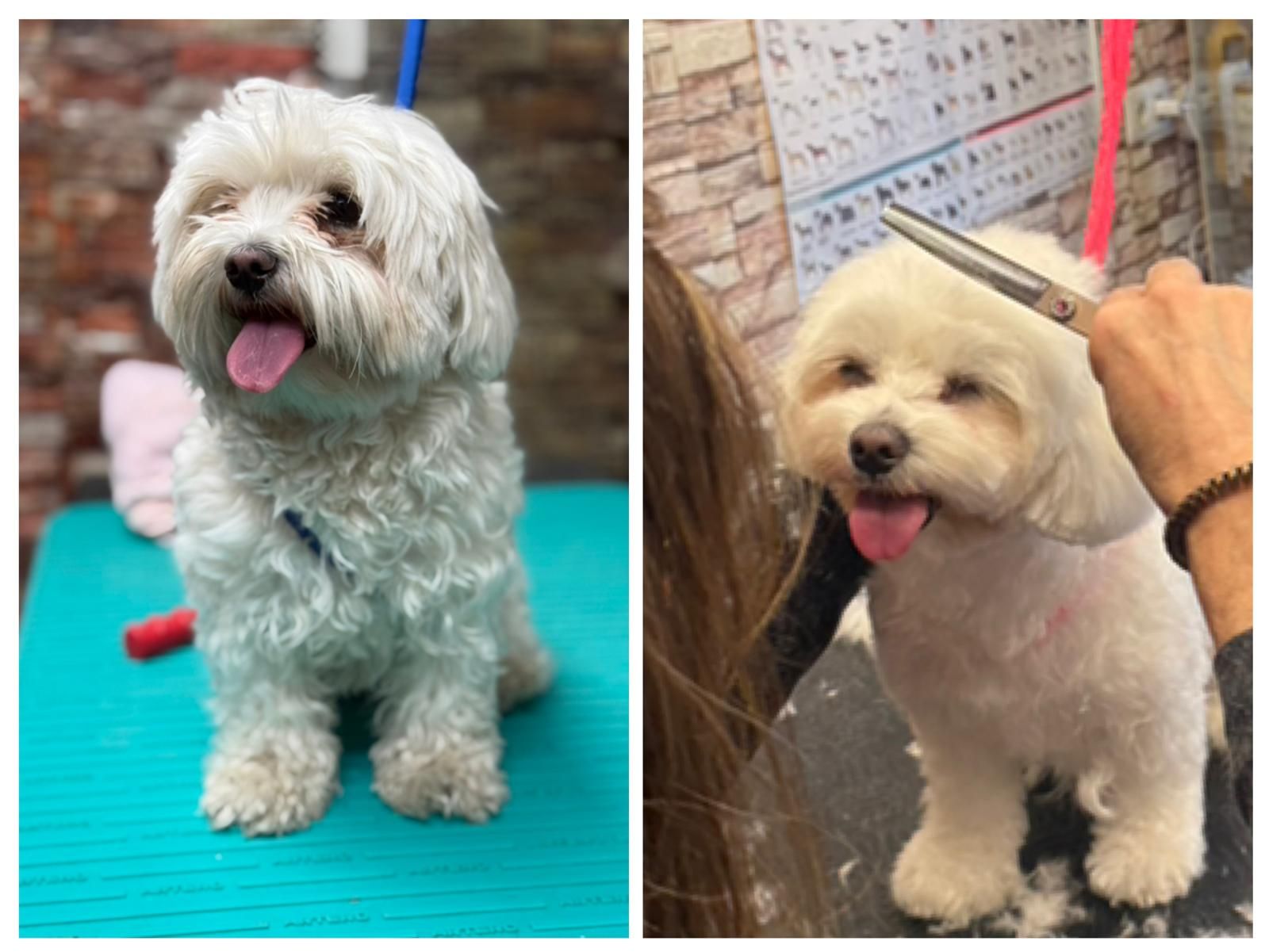 Comparación del antes y el después de un perro blanco y esponjoso mientras lo acicalan.