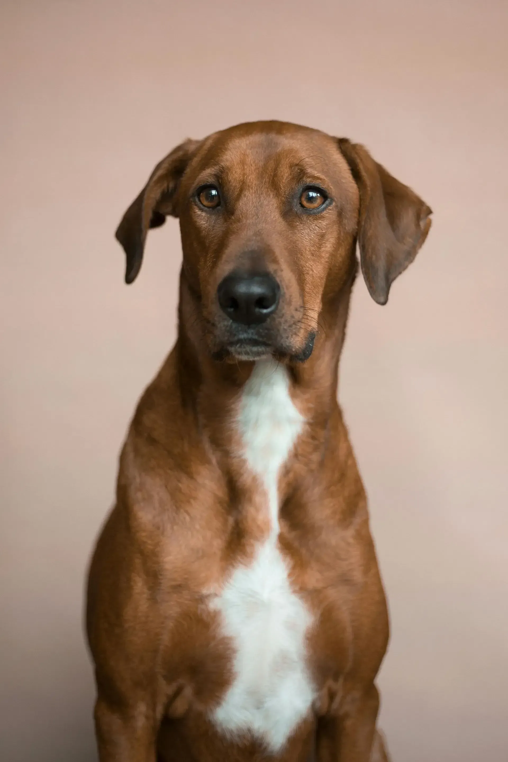 Perro marrón con el pecho blanco sentado sobre un fondo beige liso.