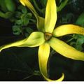 Vers la page d'accueil Logo Fleur d' Ylang