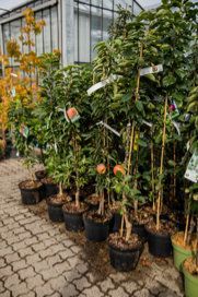 Außenbereich Pflanzen-Center Heuver KG