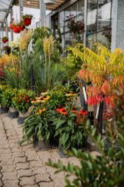 Außenbereich Pflanzen-Center Heuver KG