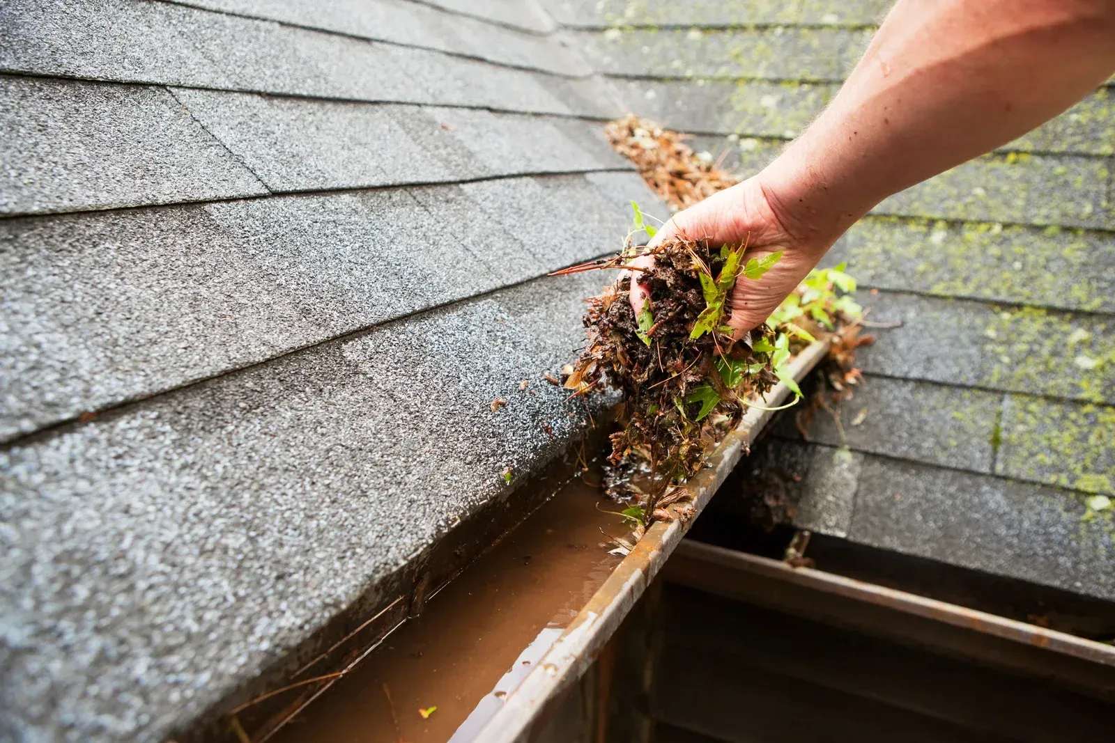 Hand pulling wet leaves from a clogged roof gutter on a shingled house
