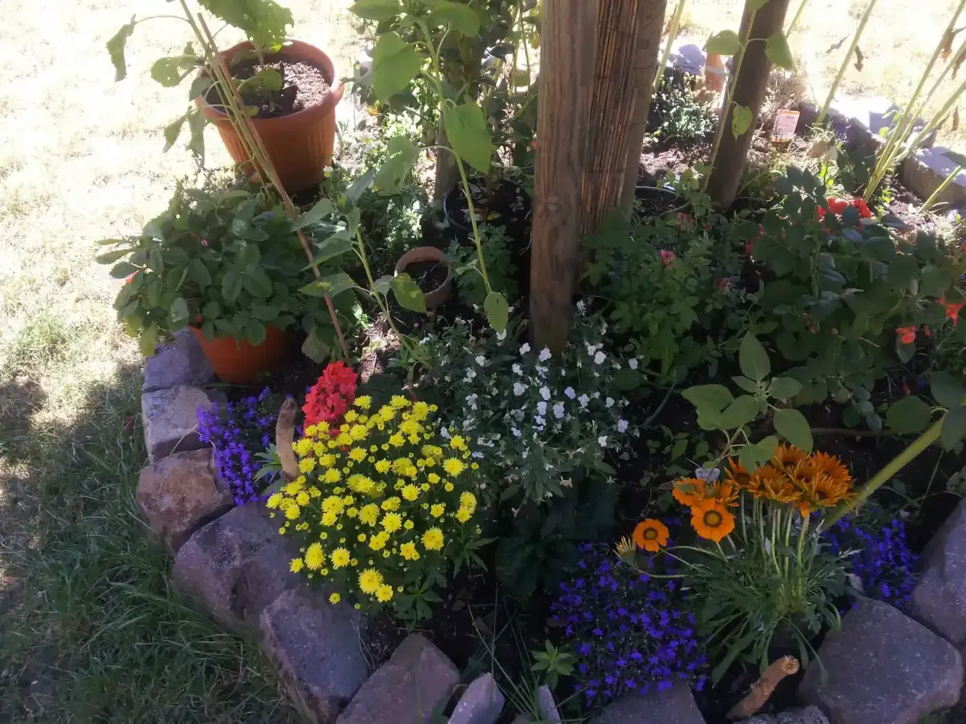 Ein Garten voller Blumen und Topfpflanzen