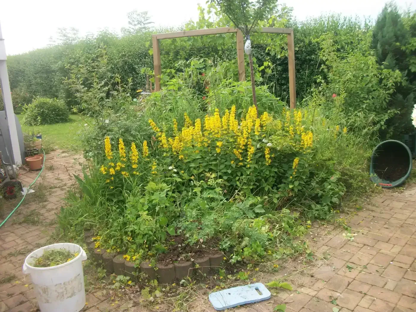 Ein Garten mit gelben Blumen und einem Eimer Gras