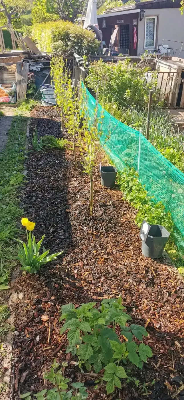Ein Garten mit einem grünen Zaun und einer Gießkanne in der Mitte.