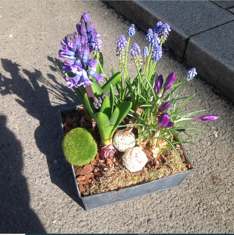 Photo d'une composition de plantes d'extérieur sur le sol