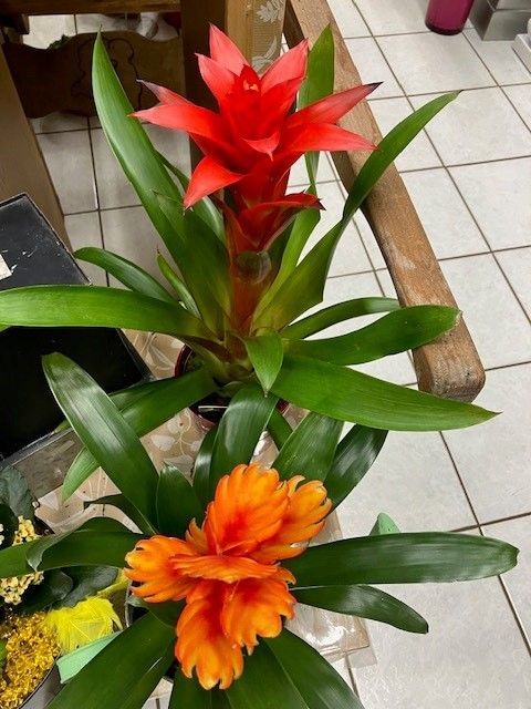 Photo d'une plante d'intérieur posée sur une chaise