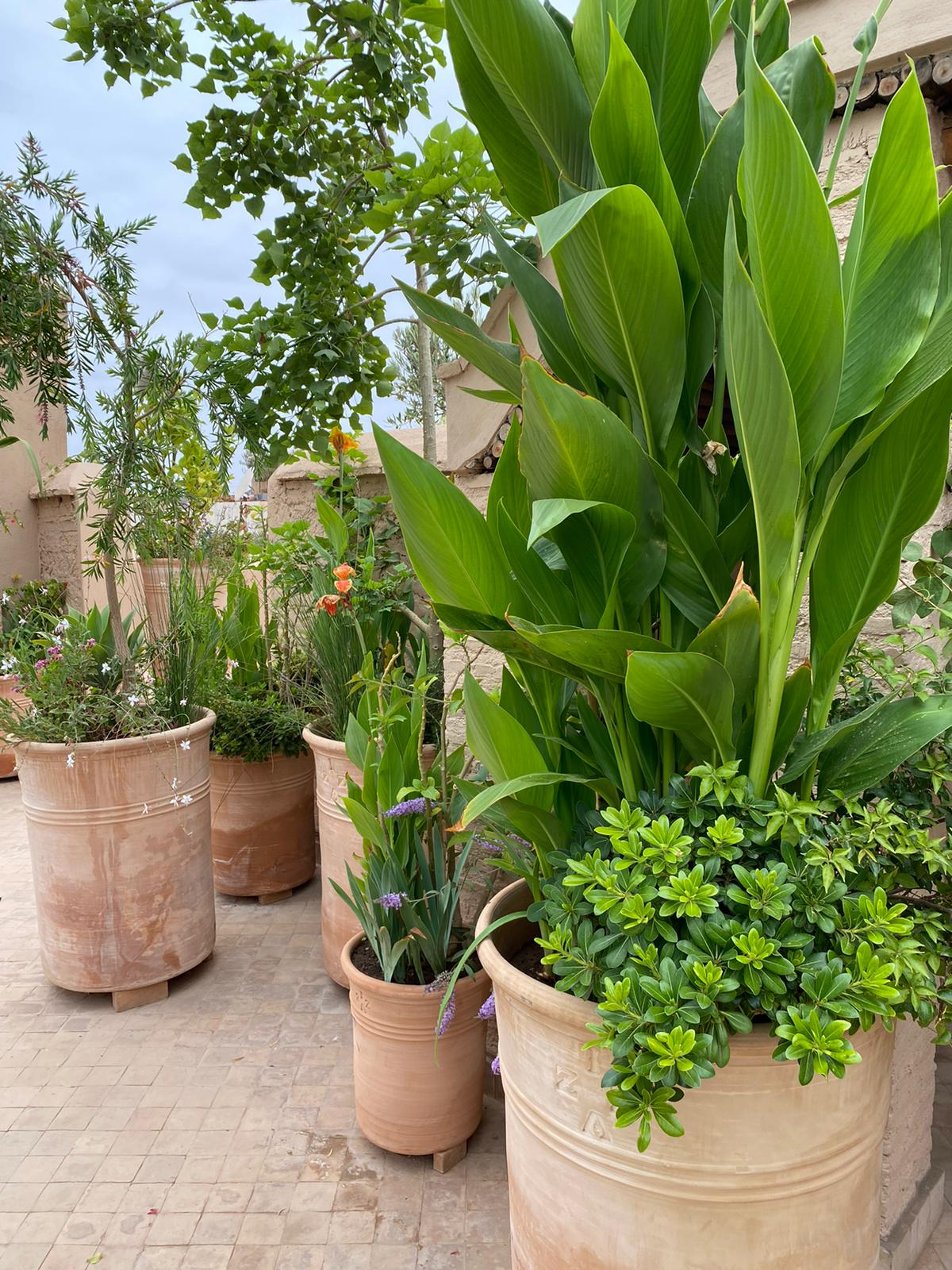 De grands pots en terre cuite contenant des plantes et des fleurs d'un vert éclatant sont disposés sur une terrasse.