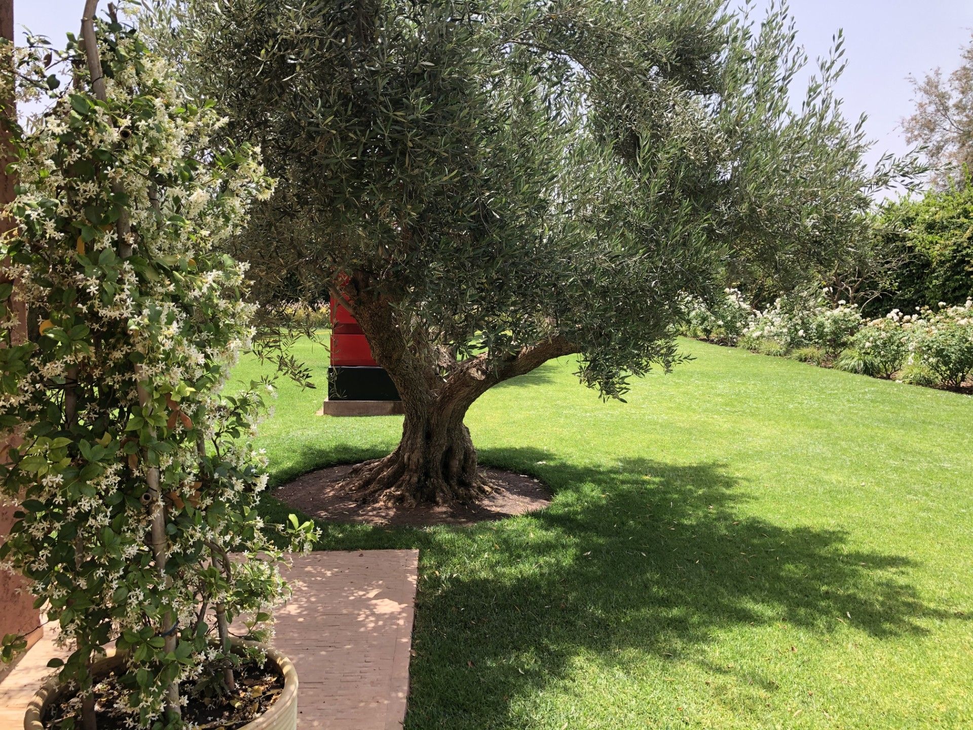 Un olivier au tronc noueux se dresse sur une pelouse d'un vert éclatant, avec un petit arbuste en pot au premier plan.
