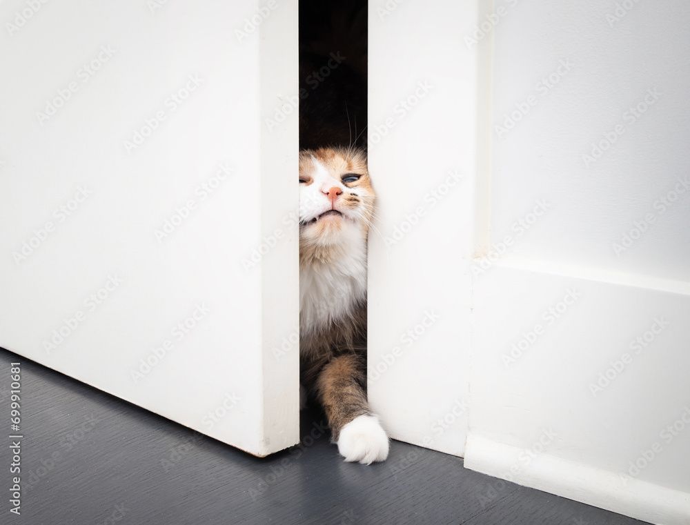 Eine Katze lugte durch einen Spalt zwischen weissen Türen, eine Pfote auf dem grauen Boden ausgestreckt.
