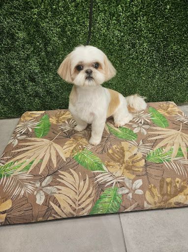 Un perro Shih Tzu con un corte de pelo corto y limpio se sienta en una cama estampada frente a una pared verde.