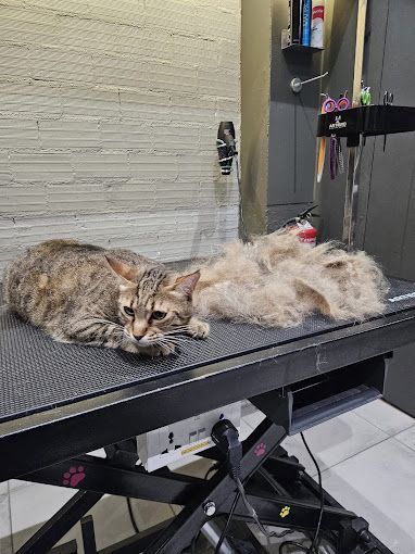 Gato en una mesa de aseo junto a un gran montón de pelo. El gato luce desolado sentado sobre una mesa negra.