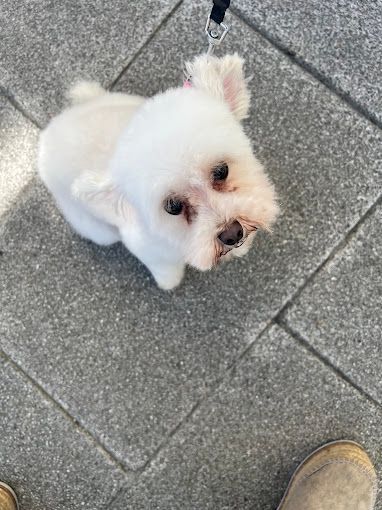 Perro blanco y esponjoso con correa que mira hacia arriba con una expresión concentrada, sentado en un suelo de ladrillos grises.