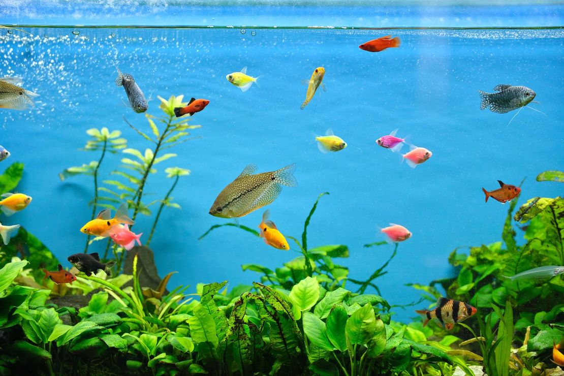 Un acuario colorido lleno de peces de todo tipo que nadan entre plantas verdes. El agua es azul y los peces son de muchos colores.