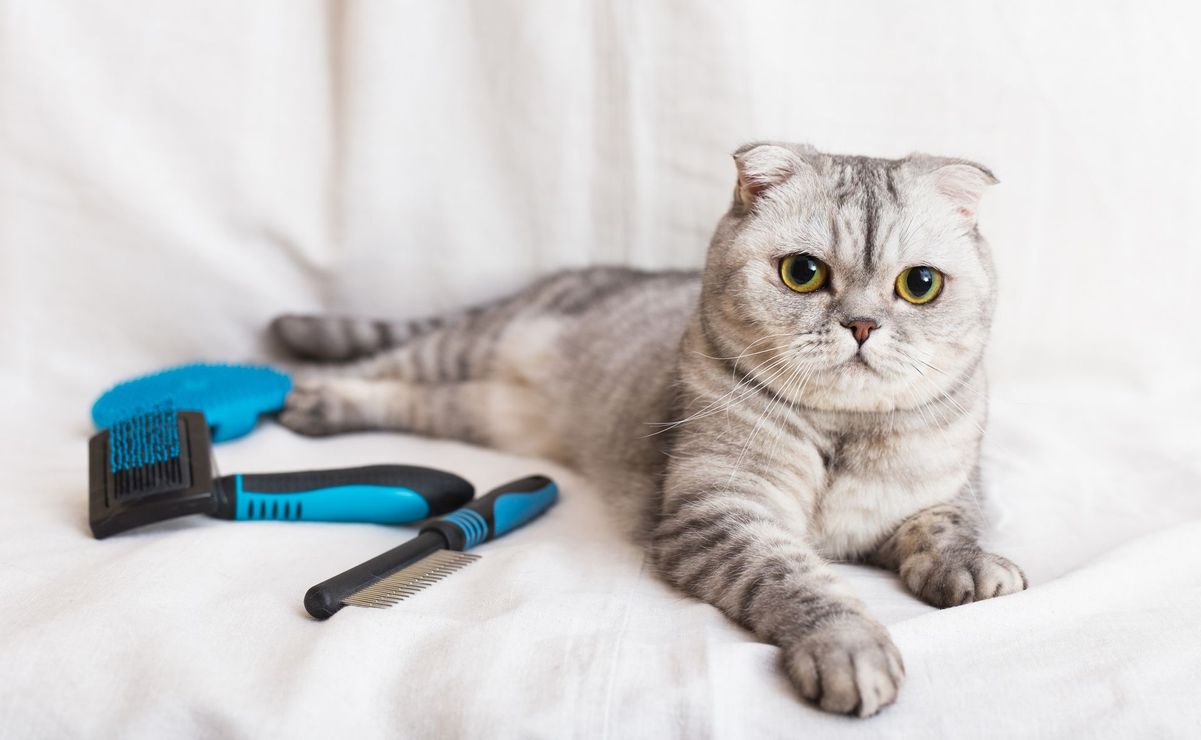 Gato Scottish Fold tumbado sobre una tela blanca con cepillos de aseo. Tiene manchas grises atigradas y ojos verdes.