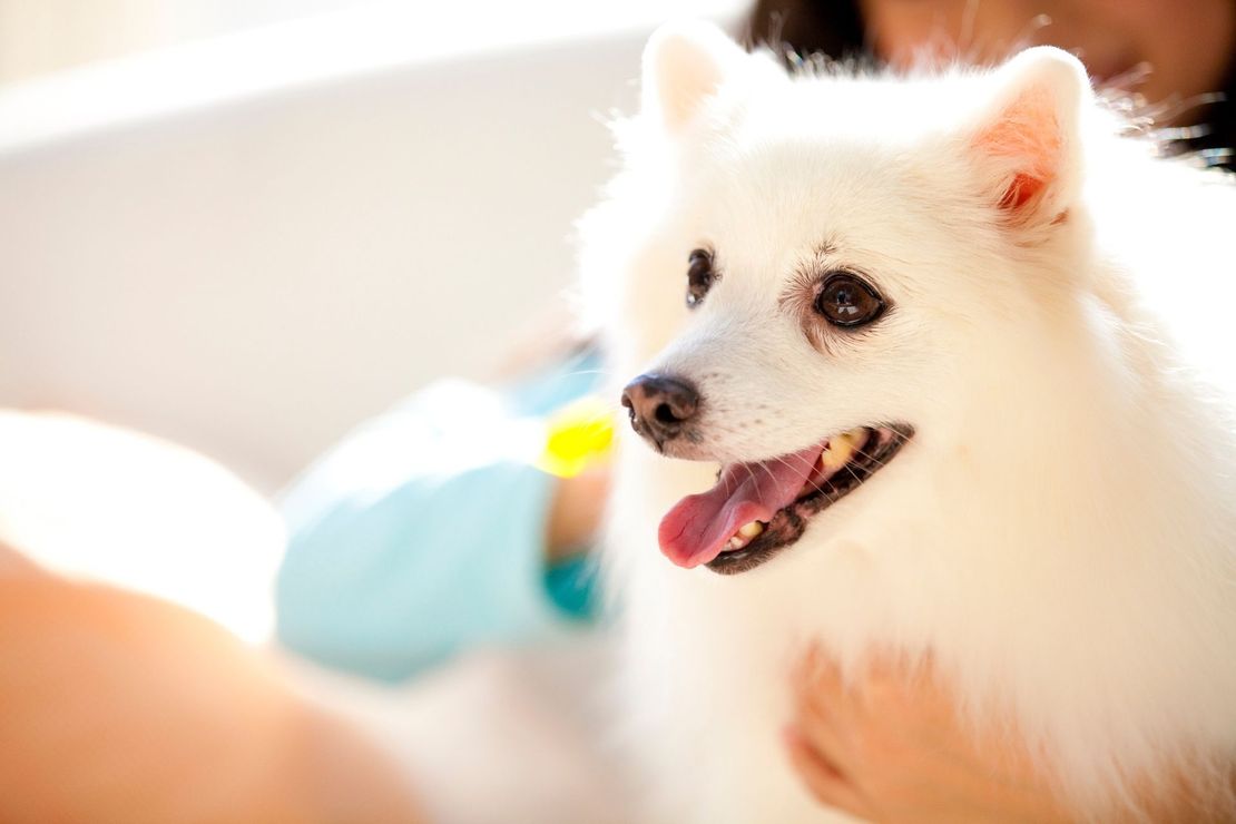 Perro blanco y esponjoso con la lengua afuera, siendo acariciado por una persona, en el interior.