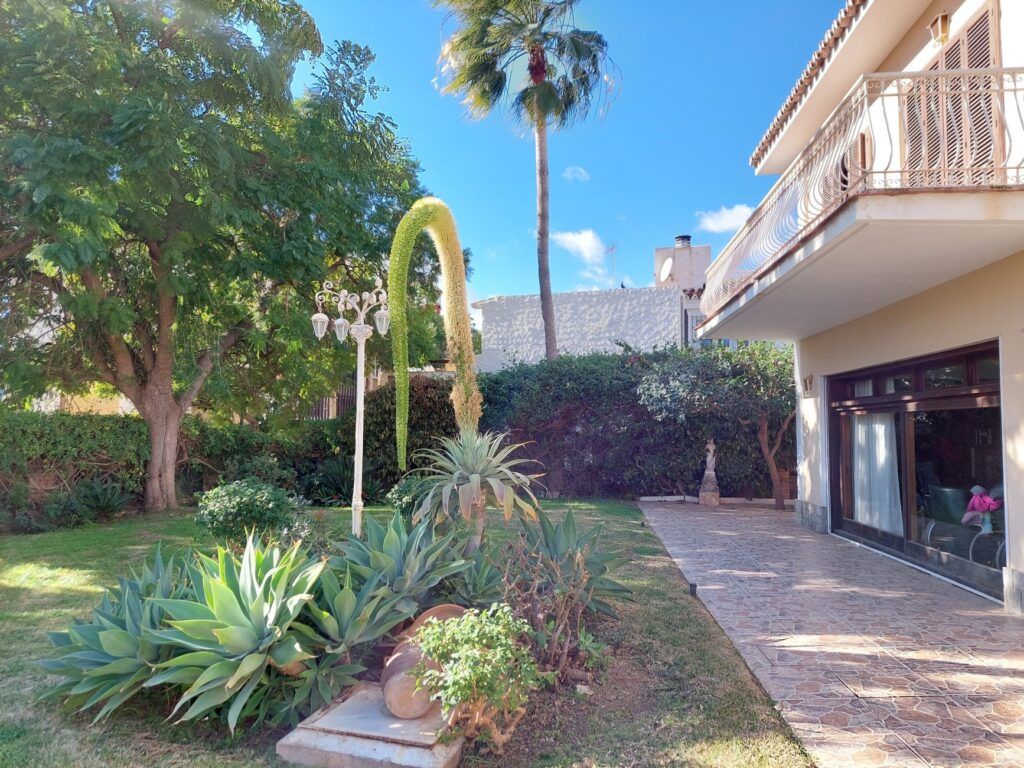 Exuberante jardín con varias plantas, un tallo alto en flor y un edificio de dos pisos en un día soleado.