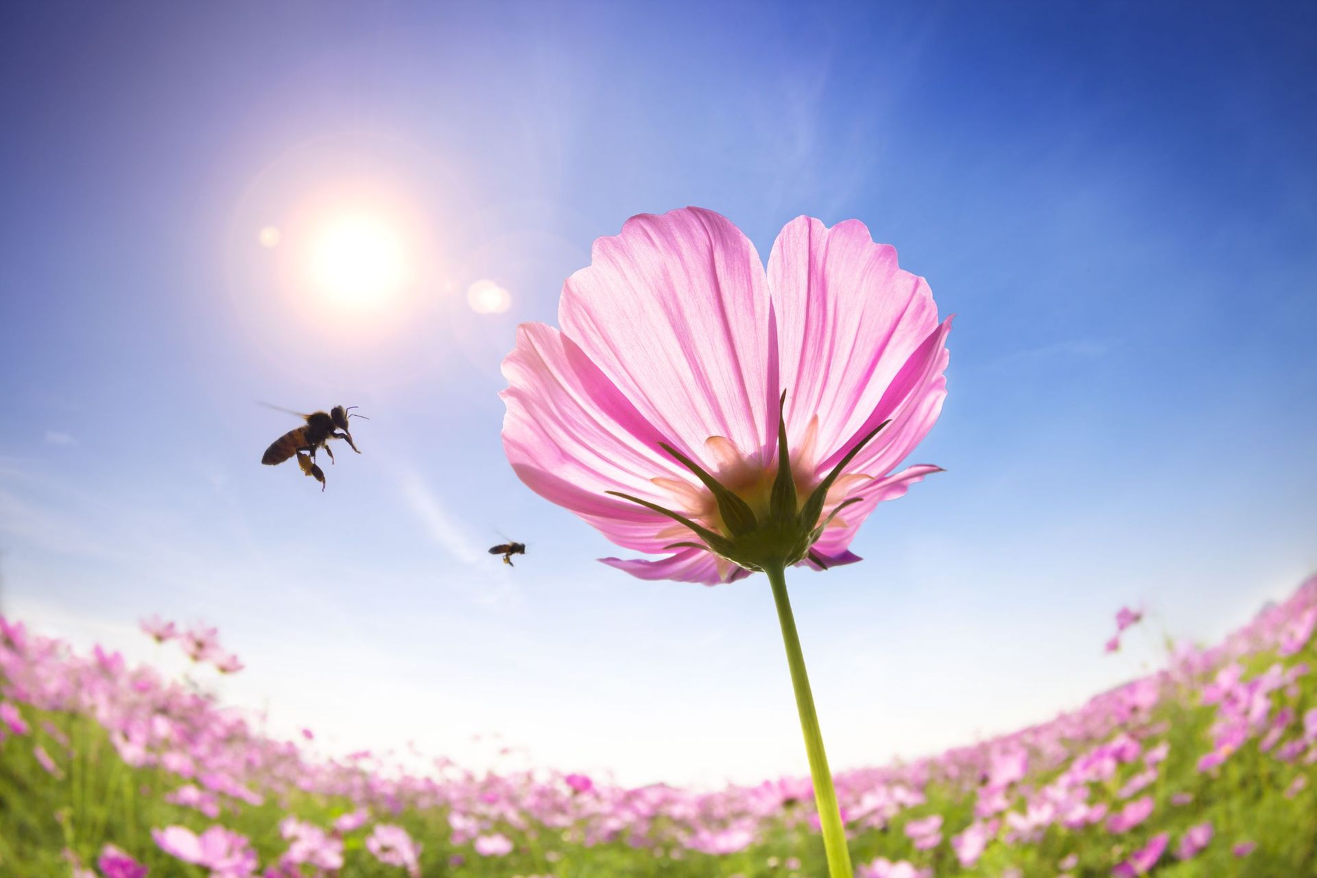 Una abeja está volando alrededor de una flor rosa en un campo.