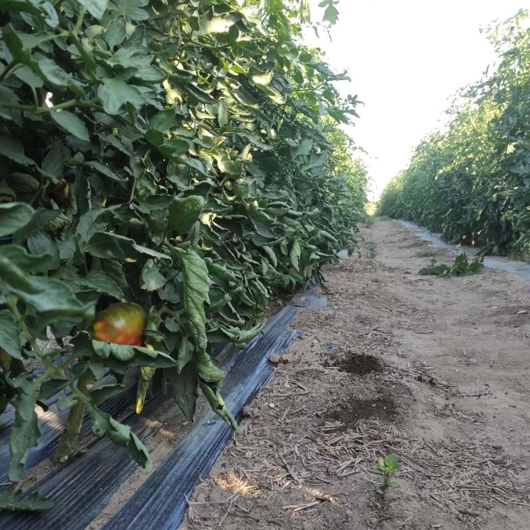 Una hilera de plantas de tomate que crecen en un campo