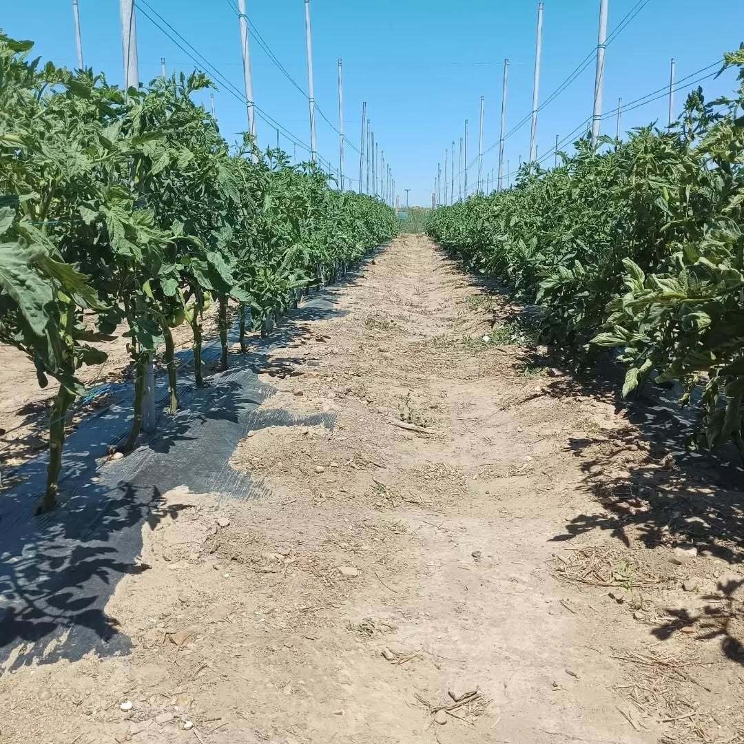 Una hilera de plantas de tomate que crecen en un campo