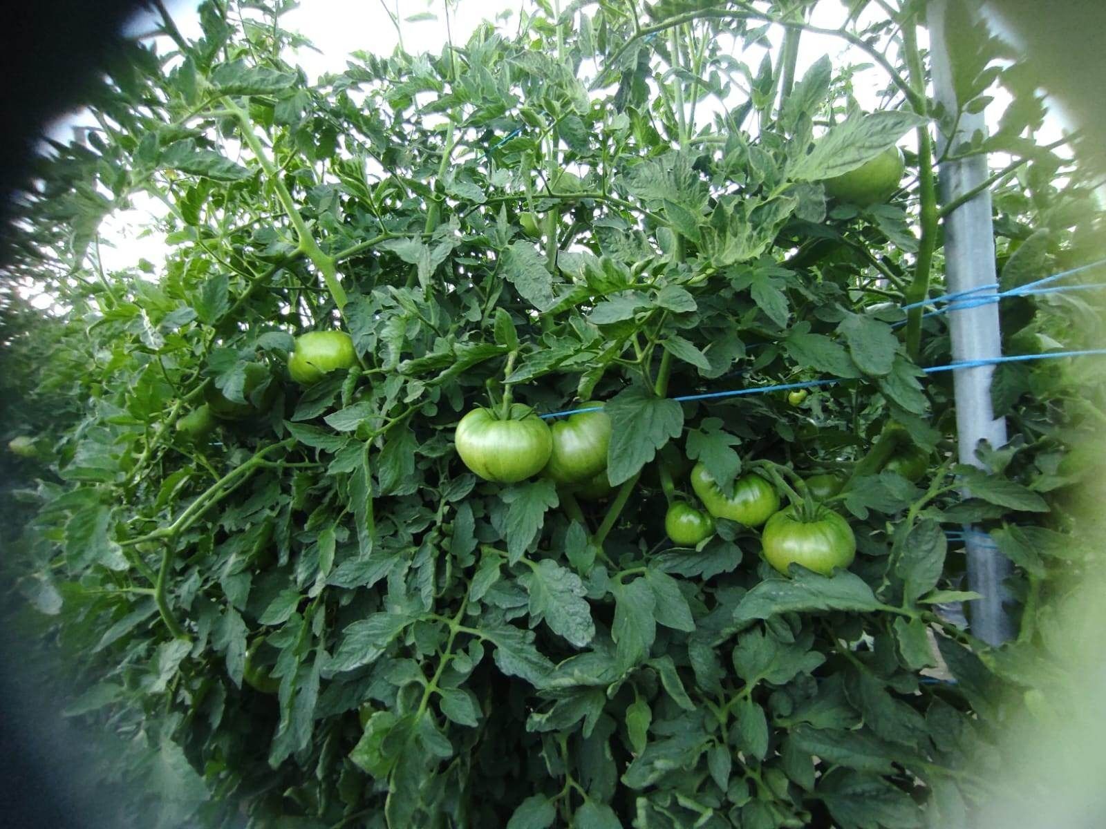 Un montón de tomates verdes están creciendo en un arbusto.