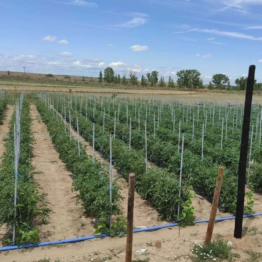 En un campo crecen hileras de plantas de tomate.