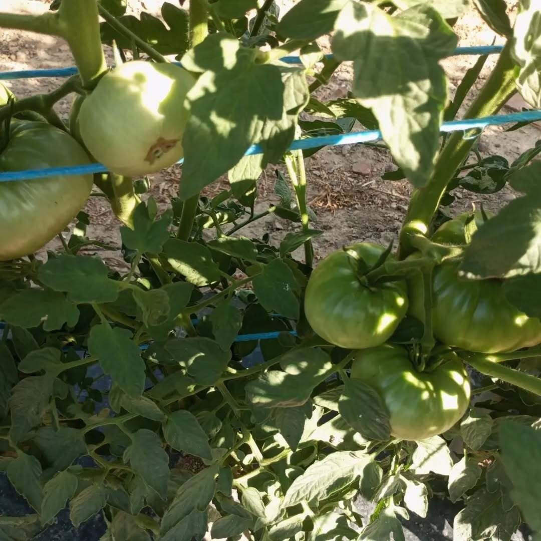 Un montón de tomates verdes creciendo en una vid