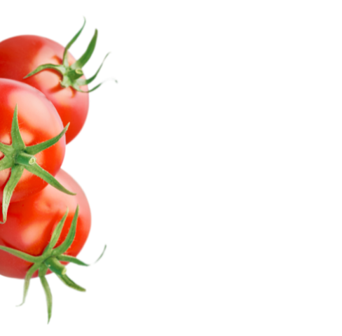 Tres tomates con tallos verdes sobre un fondo blanco