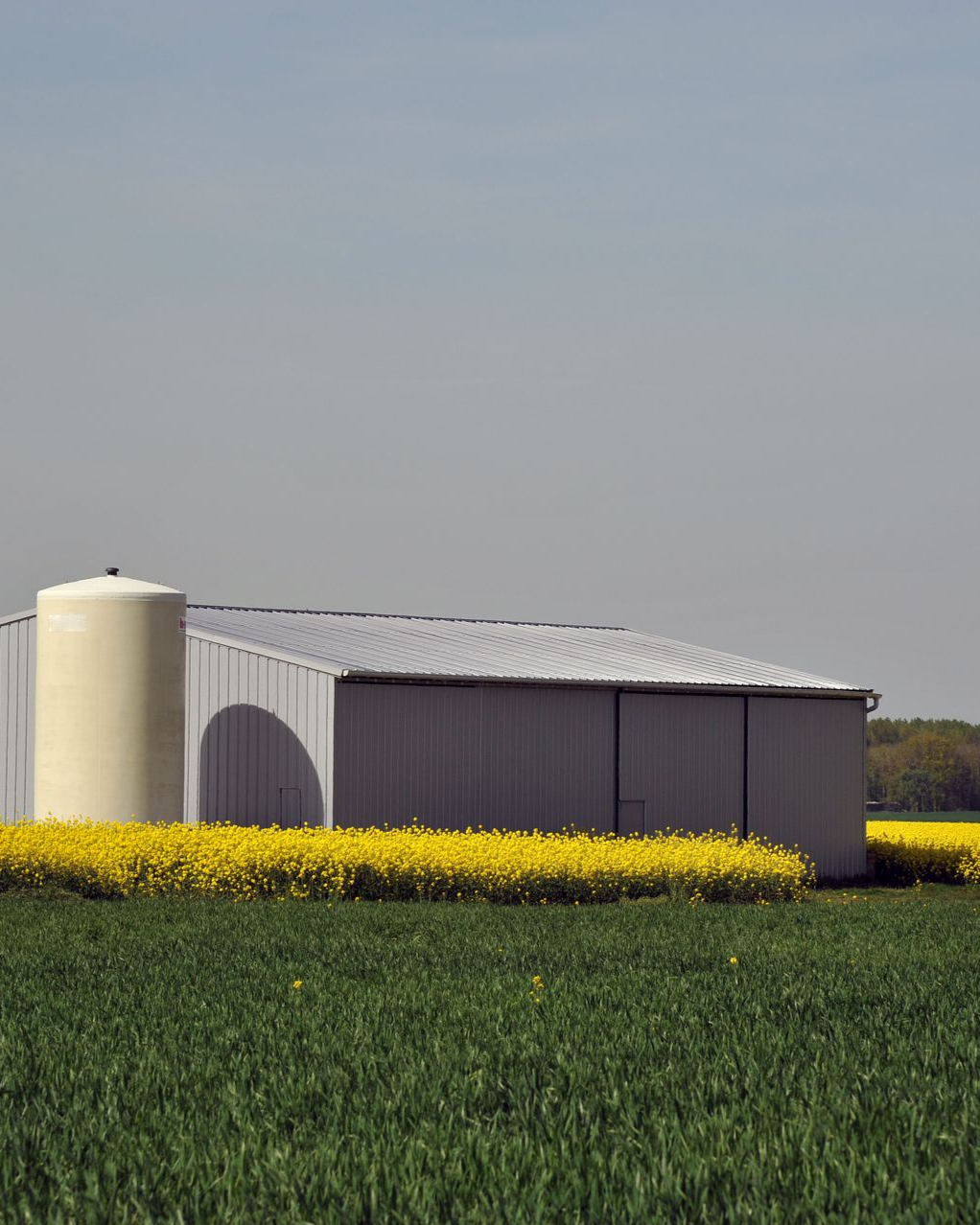Grange et château d'eau dans un champ de cultures jaunes et vertes sous un ciel clair.