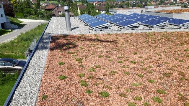 Flachdach mit Begrünung - Schaffner Spenglerei Bedachungen AG in Bellach