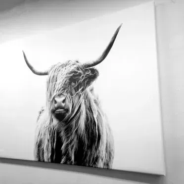 Una fotografía en blanco y negro de una vaca de las tierras altas con cuernos largos.