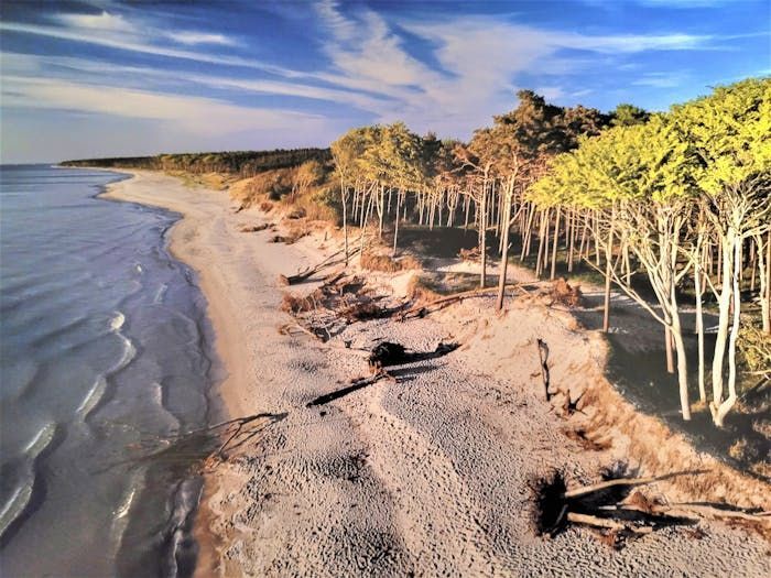 Eine Luftaufnahme eines Strandes mit Bäumen im Hintergrund