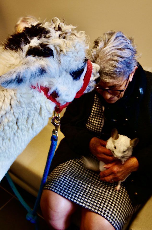 Une femme en robe à motifs tient délicatement un petit chat blanc tandis qu'un lama se penche à côté d'elle.