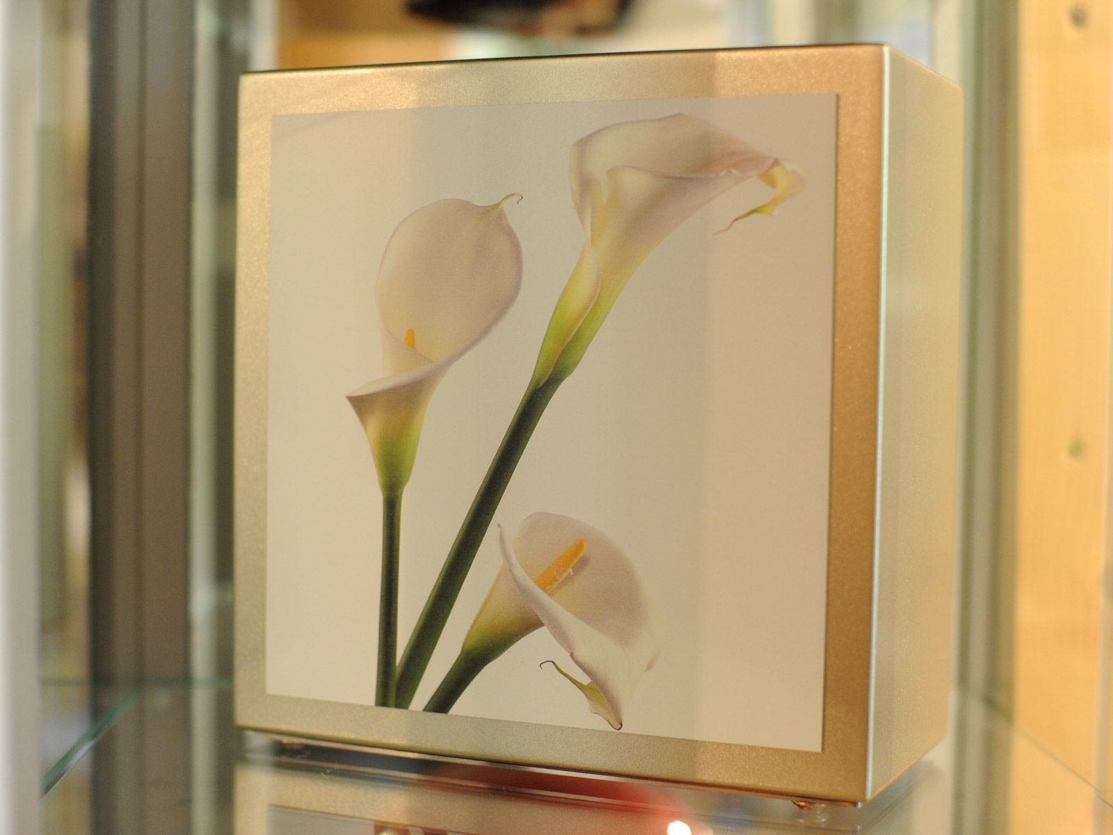 Lys calla blancs encadrés, à tiges vertes, sur une plaque murale beige
