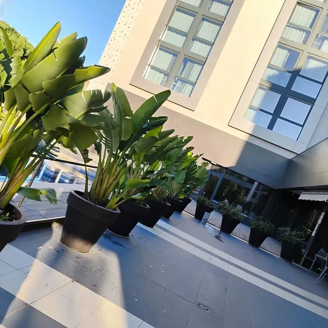 Una hilera de grandes plantas de ave del paraíso en macetas sobre un patio gris en el exterior