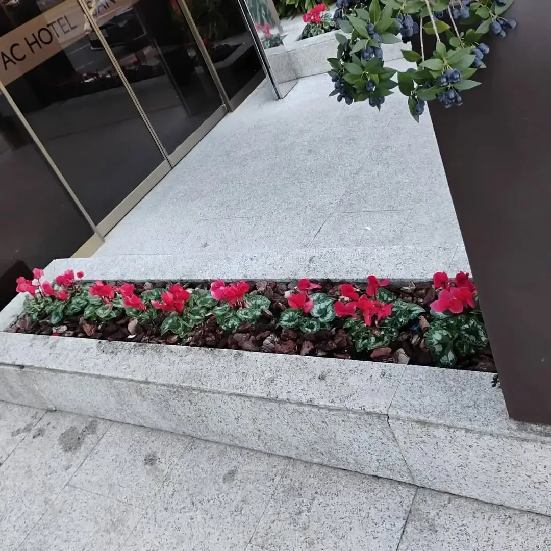 Una hilera de flores de ciclamen rojo plantadas en una jardinera de piedra junto a la entrada de cristal de un hotel AC.