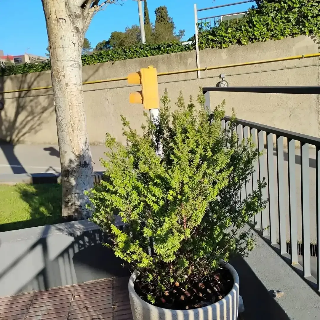 Un arbusto verde en maceta se encuentra al aire libre, junto a una barandilla de metal y un poste amarillo de semáforo