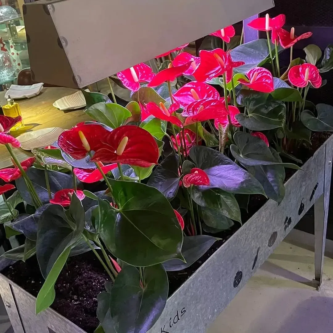 Una maceta metálica llena de vibrantes flores rojas de anturio bajo una lámpara de cultivo.