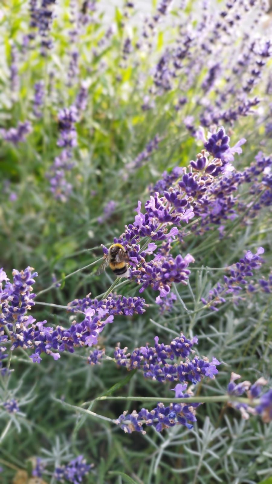 Baum mit Moos bewachsen und Herzen aus Holz und Stein