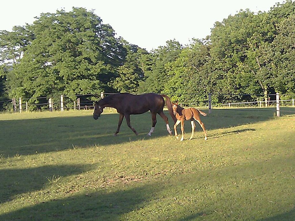 Karin Ischer - Médecin Vétérinaire - Givrins