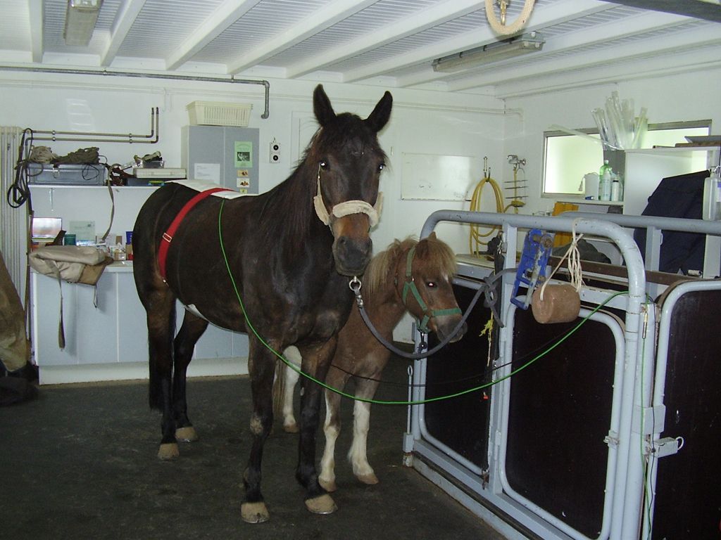 Karin Ischer - Médecin Vétérinaire - Givrins