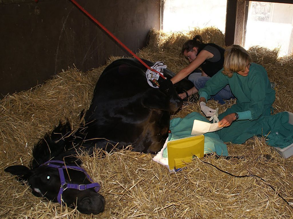 Chirurgie équine - Médecin Vétérinaire - Givrins