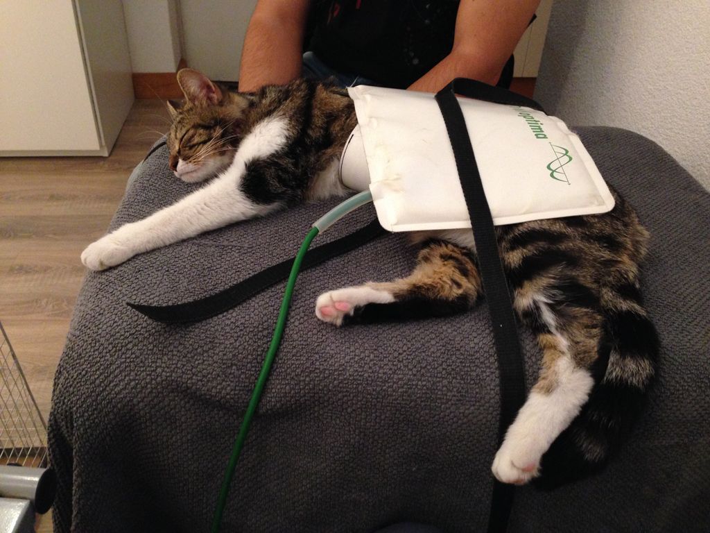 Karin Ischer - Médecin Vétérinaire - Givrins