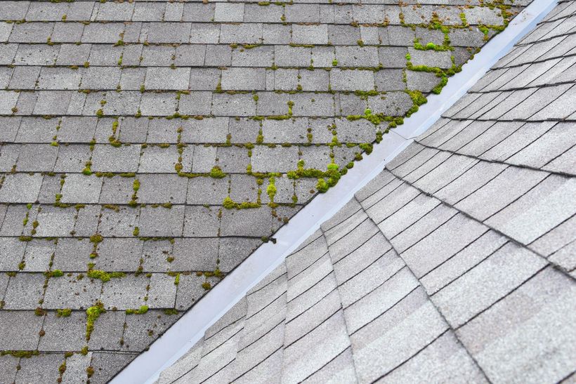 Deux pans d'une toiture avec et sans mousse