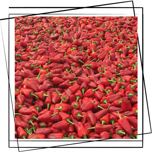 Un montón de pimientos rojos con tallos verdes sobre un fondo blanco.